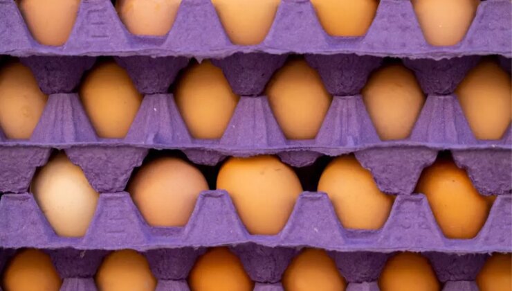 ABD, ülkede hızla ayılan kuş gribi nedeniyle Türkiye’den 15 bin ton yumurta alacak