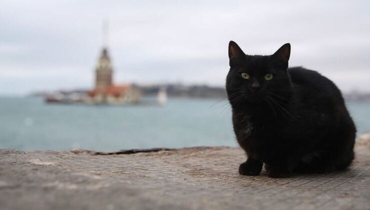 Edebiyatımızda pati sesleri! İşte kediler için yazıp çizilenler…