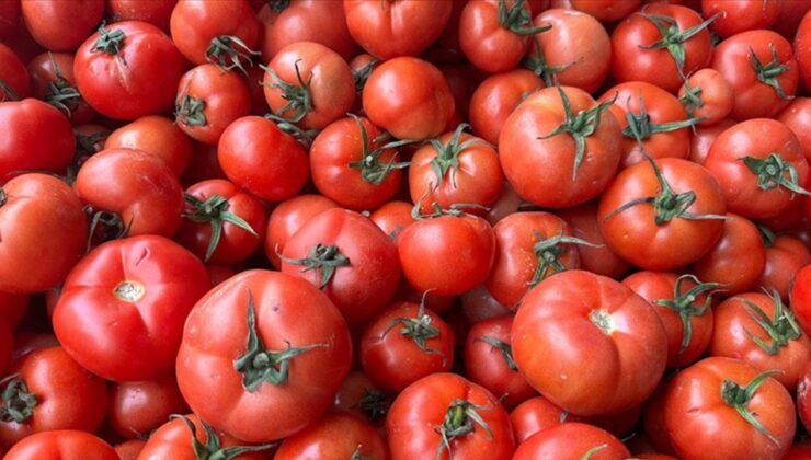 Virüslü domates tohumları, havaalanında yakalandı: Çin’e iade edildi