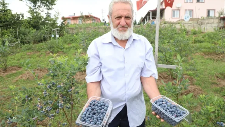 Ordu’da mavi yemiş üretimi 176 dekara ulaştı, kilogramı 500 TL’den alıcı buluyor