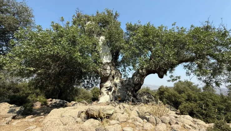 Başkan Aydın Pehlivan: “Menemen’in doğasına çöp dökülmesine izin vermeyeceğiz”