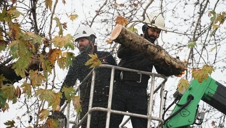 Düzce Belediyesi Park ve Bahçeler Müdürlüğü Kış Öncesi Ağaç Budama Çalışmalarını Başlattı
